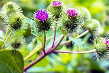 Daha büyük burdock mor dikenli çiçekler. Arctium lappa L bitkisi.