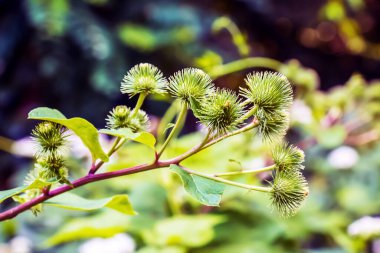 Daha büyük burdock mor dikenli çiçekler. Arctium lappa L bitkisi.