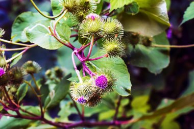 Daha büyük burdock mor dikenli çiçekler. Arctium lappa L bitkisi.