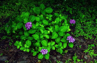 Ortanca çiçekleri ya da bahçedeki ortanca makrofili..