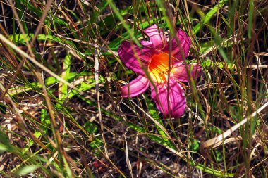 Çiçek açan çiçekler ya da Hemerocallis çiçekleri, güneşli bir günde yakın plan. Hemerocallis Kara Şahin Ayini. Bahçedeki süs çiçeğinin güzelliği