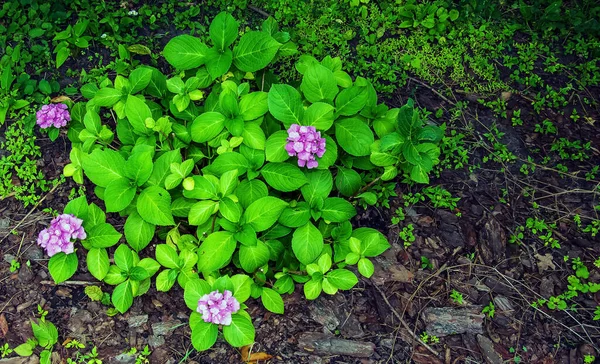Hydrangea Virágok Vagy Hydrangea Macrophylla Kertben — Stock Fotó