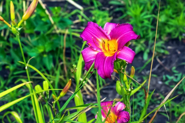花やヘメロクリスの花 晴れた日のクローズアップ ヘメロクリス ブラック ファルコン 庭に飾られた花の美しさ — ストック写真