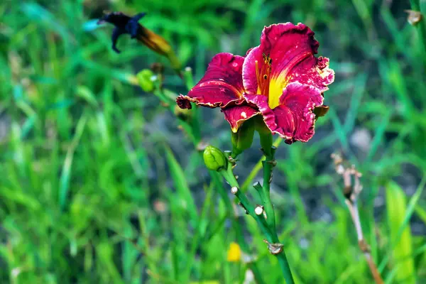 盛开的百合花或芙蓉花 在阳光灿烂的日子里特写 Hemerocallis Black Falcon仪式 花园里一朵花的美丽 — 图库照片