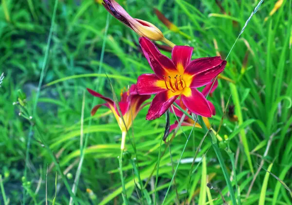 花やヘメロクリスの花 晴れた日のクローズアップ ヘメロクリス ブラック ファルコン 庭に飾られた花の美しさ — ストック写真
