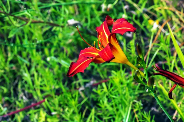 Blooming Daylily Flowers Hemerocallis Flower Close Sunny Day Hemerocallis Black — Stock Photo, Image