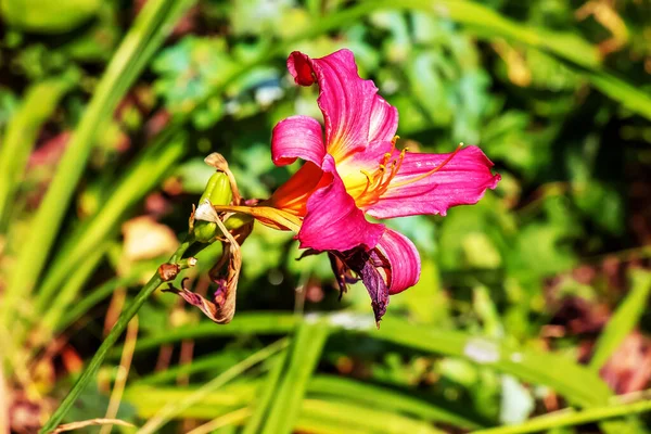 Цветущие Дневные Цветы Цветок Гемерокаллиса Крупным Планом Солнечный День Ритуал — стоковое фото