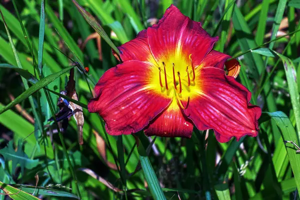 Virágzó Napraforgós Virágok Vagy Hemerocallis Virág Közelkép Egy Napsütéses Napon — Stock Fotó