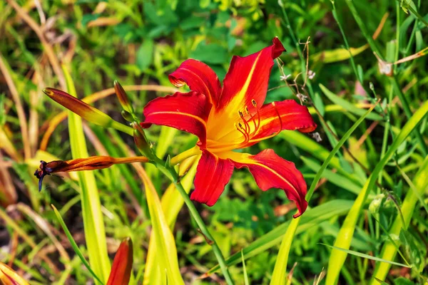 Цветущие Дневные Цветы Цветок Гемерокаллиса Крупным Планом Солнечный День Ритуал — стоковое фото