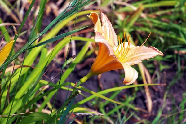Kvetoucí Denní Lilie Květiny Nebo Květina Hemerocallis Detailní Záběr Slunečný — Stock fotografie