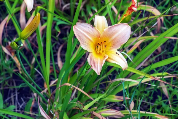 花やヘメロクリスの花 晴れた日のクローズアップ 庭に飾られた花の美しさ — ストック写真