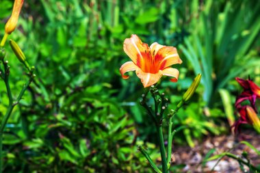 Hemerocallis fulva mı yoksa portakallı zambak mı? Bahçede nilüfer çiçeği açıyor. Kapatın. Ayrıntı.