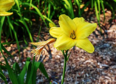 Çiçek açan çiçekler ya da Hemerocallis çiçekleri, güneşli bir günde yakın plan. Hemerocallis Nanners. Bahçedeki dekoratif bir çiçeğin güzelliği