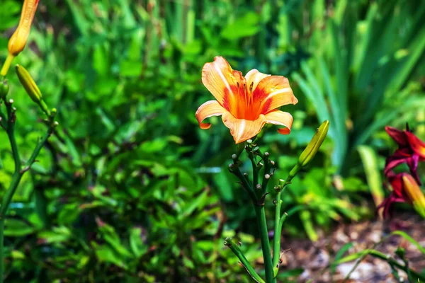 Hemocallis Fulvaまたはオレンジ色のデイリリー 庭のトウモロコシユリの開花 閉めろ — ストック写真