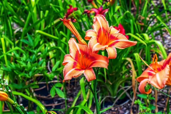 Hemerocallis Fulva Yoksa Portakallı Zambak Bahçede Nilüfer Çiçeği Açıyor Kapatın — Stok fotoğraf