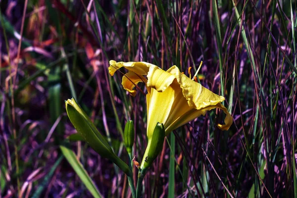 Blühende Taglilie Blüten Oder Hemerocallis Blüten Nahaufnahme Einem Sonnigen Tag — Stockfoto