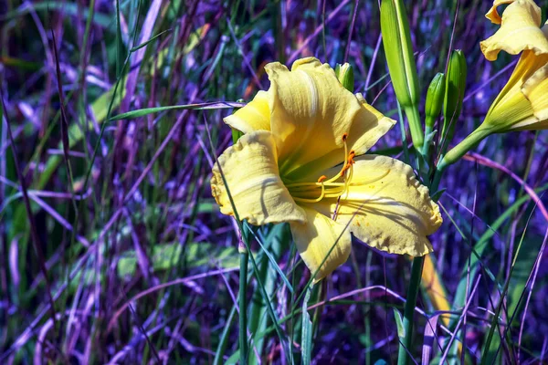 花やヘメロクリスの花 晴れた日のクローズアップ ヘメロクリス ナンナーズ 庭の装飾的な花の美しさ — ストック写真