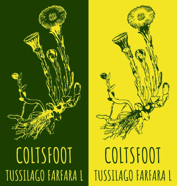 Vektorrajz Coltsfoot Kézzel Rajzolt Illusztráció Latin Név Tussilago Farfara — Stock Vector