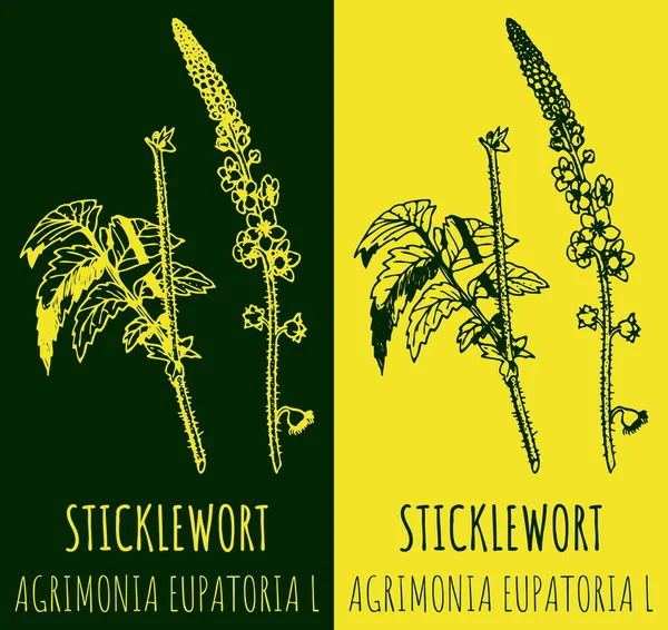 Vektorrajz Származás Kézzel Rajzolt Illusztráció Latin Név Agrimonia Eupatoria — Stock Vector
