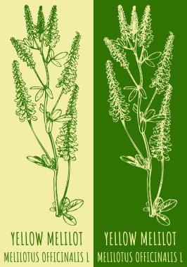 YELLOW MELILOT çiziyor. El çizimi çizimi. Latince adı MELILOTUS OFFICINALIS L.