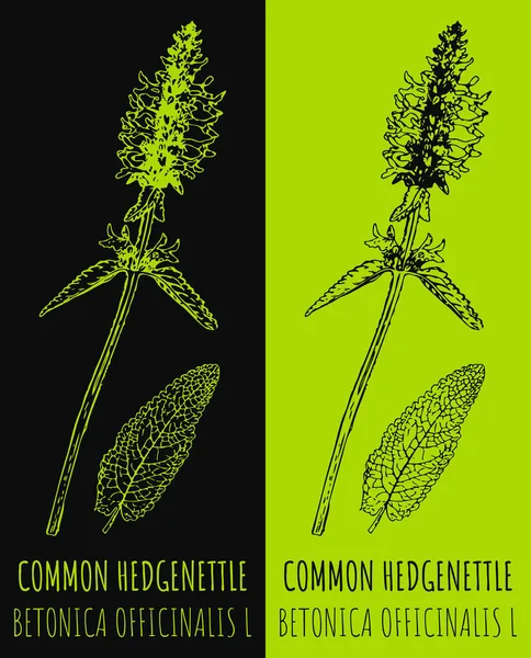 Rajzolom Common Hedgenettle Kézzel Rajzolt Illusztráció Latin Név Betonica Officinalis — Stock Fotó
