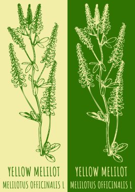 YELLOW MELILOT 'u çizen vektör. El çizimi çizimi. Latince adı MELILOTUS OFFICINALIS L.