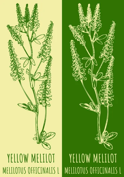 YELLOW MELILOT 'u çizen vektör. El çizimi çizimi. Latince adı MELILOTUS OFFICINALIS L.