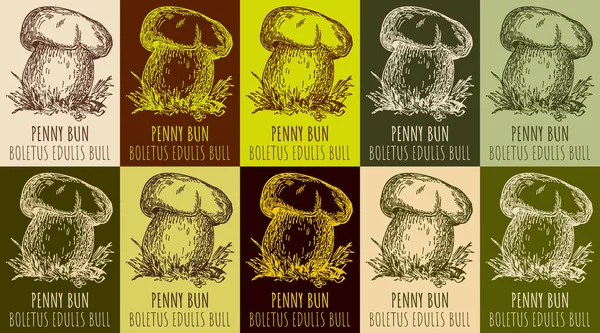 Zestaw Rysunku Penny Bun Różnych Kolorach Ręcznie Rysowana Ilustracja Łacińska — Zdjęcie stockowe