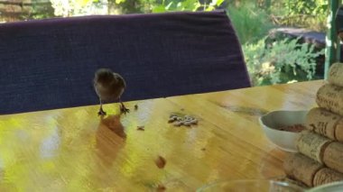 Serçe masada uçar ve kırıntıları yer.