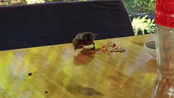 Burung Pipit Terbang Atas Meja Dan Makan Remah Remah — Stok Video
