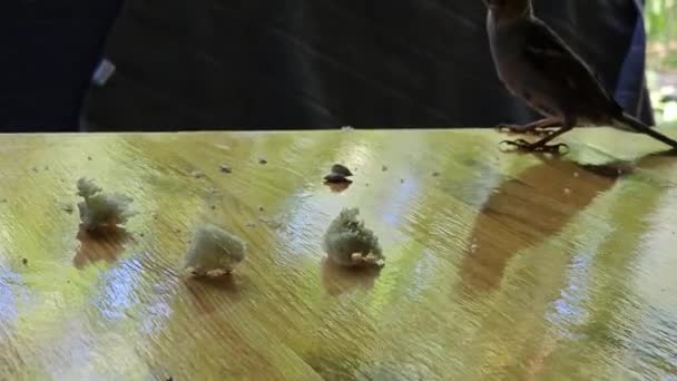 スパロウはテーブルの上に飛び パン粉を食べる — ストック動画
