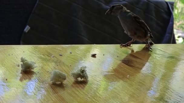 麻雀在桌上飞 吃碎屑 — 图库视频影像