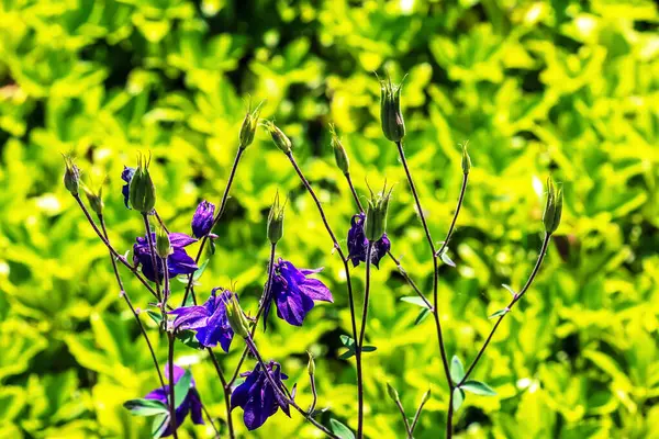 タールベルフラワー カンパンヌラL 7月に晴れた庭で咲く クローズアップ — ストック写真