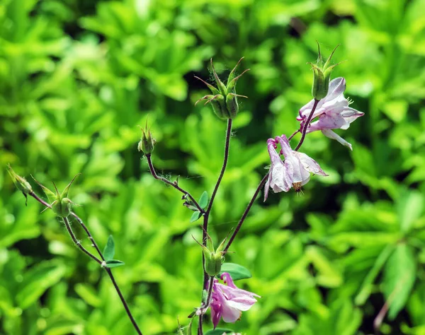 Tall Bellflower Campanula Blooming Sunny Garden July Closeup — Stock Photo, Image
