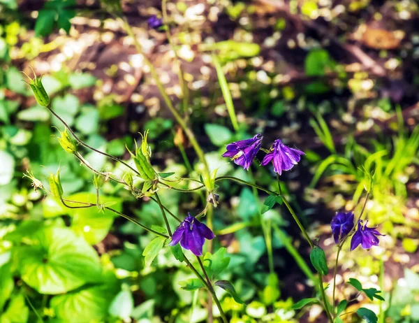 Uzun Çan Çiçekleri Campanula Temmuzda Güneşli Bir Bahçede Çiçek Açıyor — Stok fotoğraf