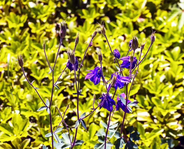 タールベルフラワー カンパンヌラL 7月に晴れた庭で咲く クローズアップ — ストック写真