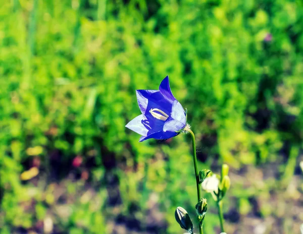 Bluebell Campanula Rotundifolia Ανθίζει Έναν Ηλιόλουστο Κήπο Βοτανικός Κήπος Στο — Φωτογραφία Αρχείου