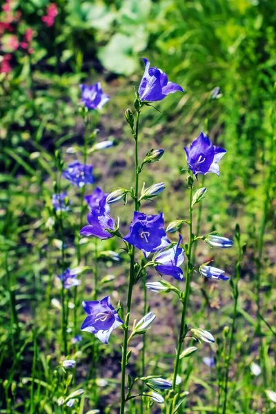 Bluebell Campanula Rotundifolia Fioritura Giardino Soleggiato Orto Botanico Dnipro Ucraina — Foto Stock