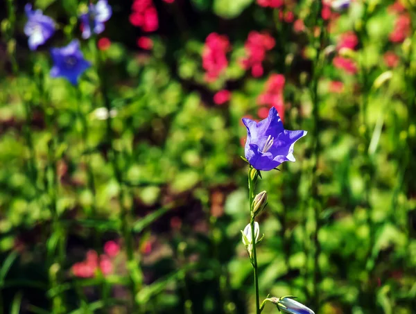Bluebell Campanula Rotundifolia Florescendo Jardim Ensolarado Jardim Botânico Dnipro Ucrânia — Fotografia de Stock