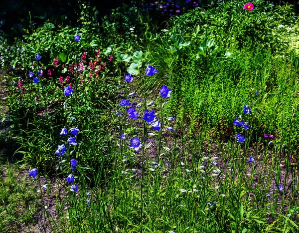 Bluebell Campanula Rotundifolia Mekar Taman Yang Cerah Kebun Raya Dnipro — Stok Foto