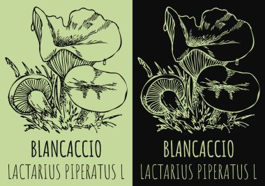 BLANCACCIO çiziliyor. El çizimi çizimi. Latince adı LACTARIUS PIPERATUS L.