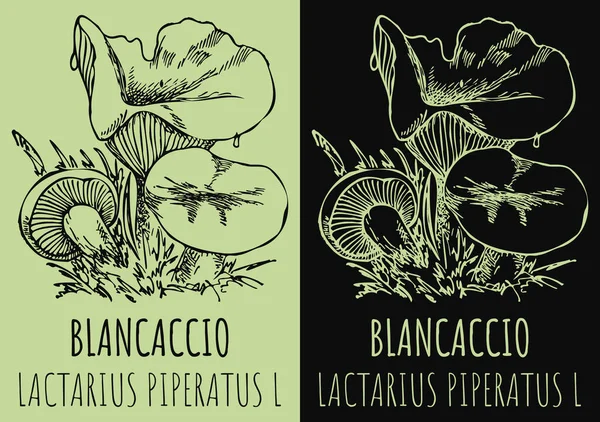 Vektorrajz Blancaccio Kézzel Rajzolt Illusztráció Latin Név Lactarius Piperatus — Stock Vector