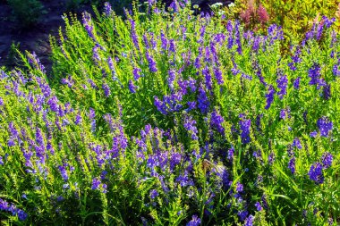 Baykal skullcap ya da Scutellaria baicalensis. Geleneksel tıp, Çin ilaçları. Yumuşak odaklı, seçici odaklı
