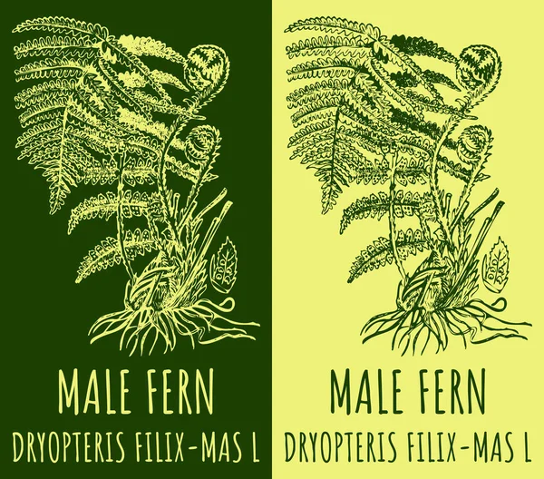 Desenho Male Fern Ilustração Desenhada Mão Nome Latino Dryopteris Filix — Fotografia de Stock