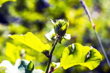 Arctium lappa. Arctium lappa, daha büyük burdock, yenilebilir burdock, lappa, dilenci düğmeleri, dikenli burr, veya mutlu major, Asteraceae familyasından Avrasya 'ya özgü bir bitki türüdür..