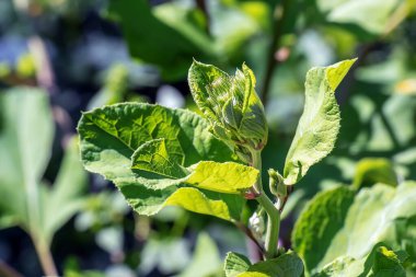 Arctium lappa. Arctium lappa, daha büyük burdock, yenilebilir burdock, lappa, dilenci düğmeleri, dikenli burr, veya mutlu major, Asteraceae familyasından Avrasya 'ya özgü bir bitki türüdür..