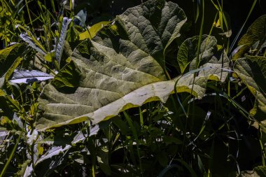 Arctium lappa. Arctium lappa, daha büyük burdock, yenilebilir burdock, lappa, dilenci düğmeleri, dikenli burr, veya mutlu major, Asteraceae familyasından Avrasya 'ya özgü bir bitki türüdür..