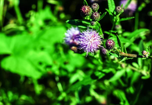 Una Flor Púrpura Carduus Acanthoide También Conocido Como Cardo Espinoso —  Fotos de Stock