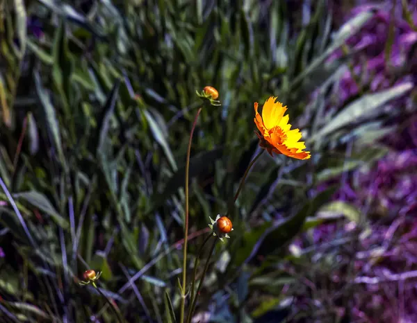 Tickseed Sonnenkind Flower Latin Name Coreopsis Grandiflora Sonnenkind — стокове фото