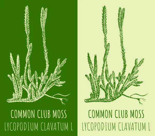 Desenhar Clubmosso Running Ilustração Desenhada Mão Nome Latino Lycopodium Clavatum — Fotografia de Stock